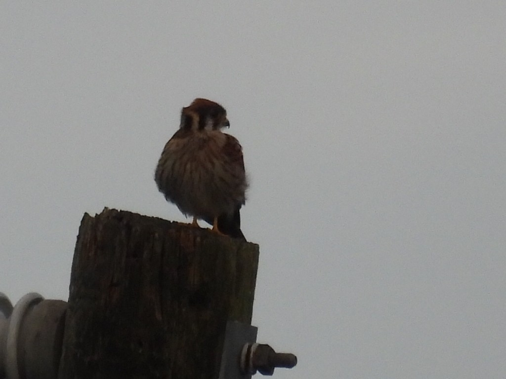 American Kestrel - ML620717451