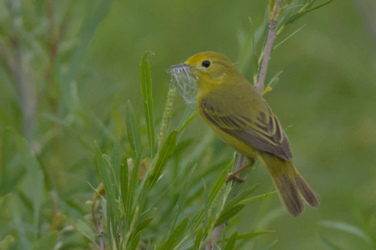 Yellow Warbler - Carson Kearns