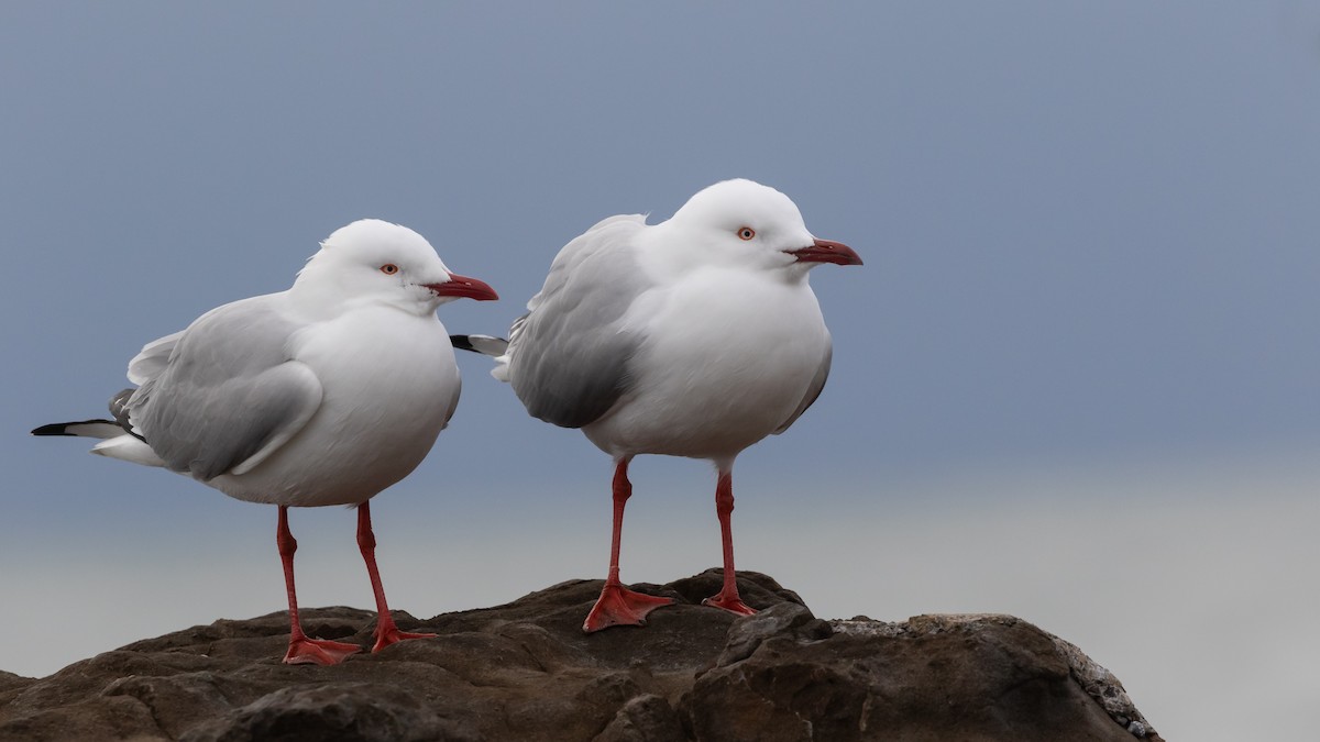 Silver Gull - ML620717456