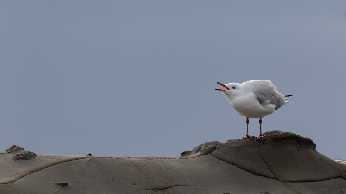 Silver Gull - ML620717457