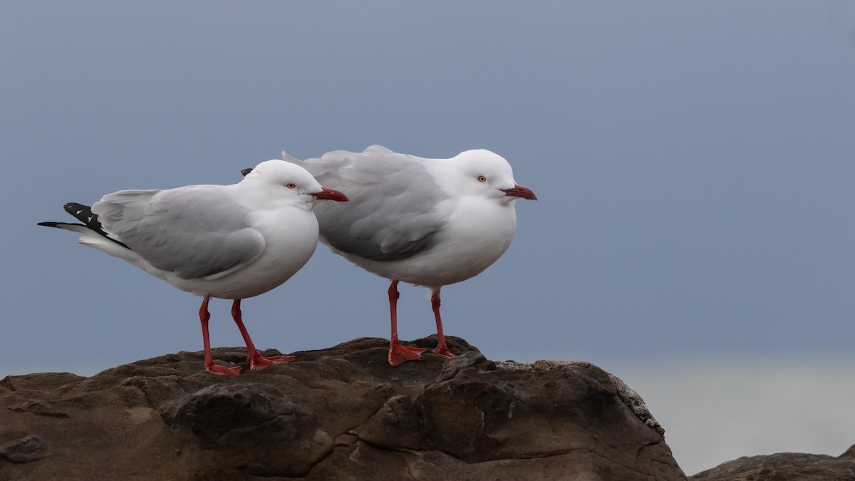 Gaviota Plateada - ML620717458