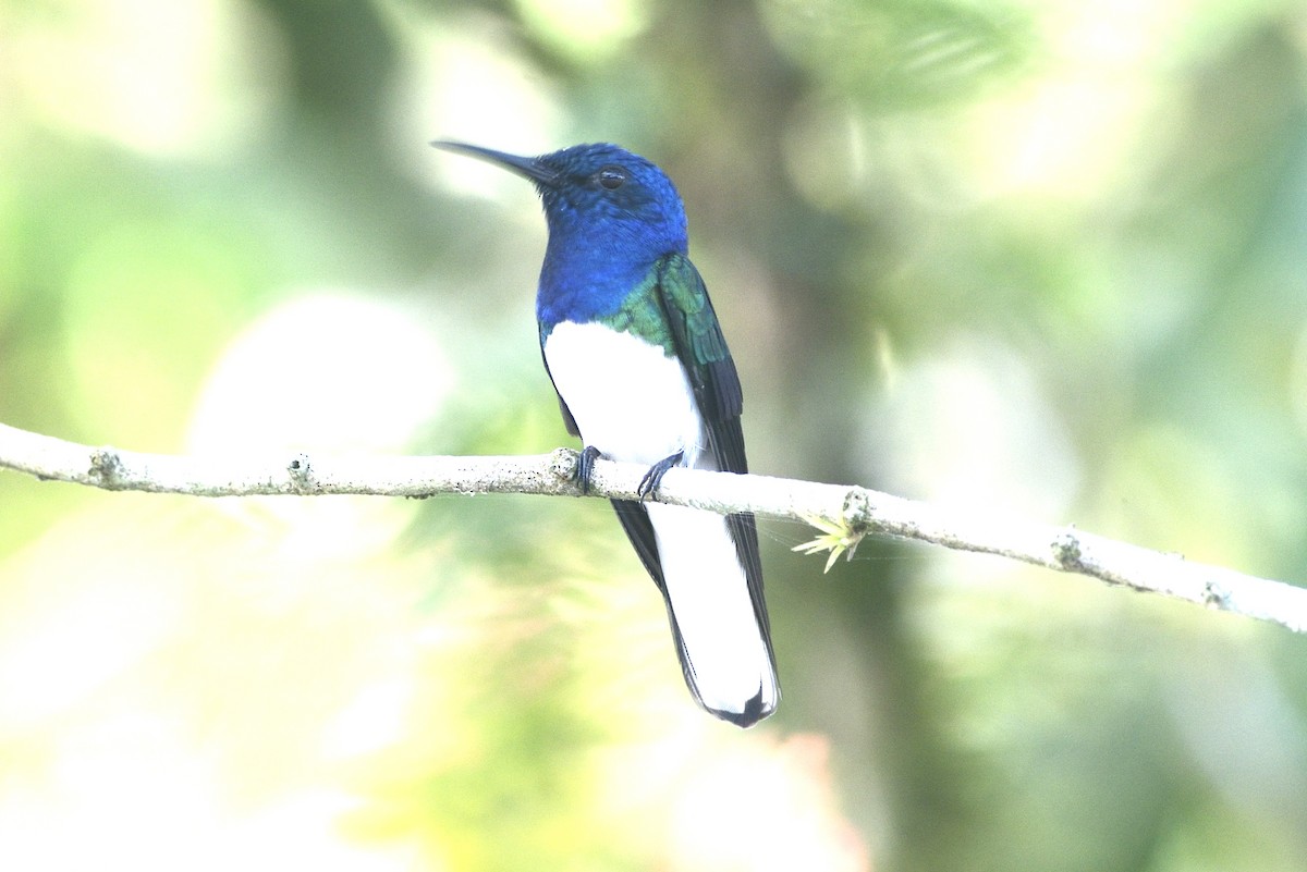 Colibrí Nuquiblanco - ML620717460