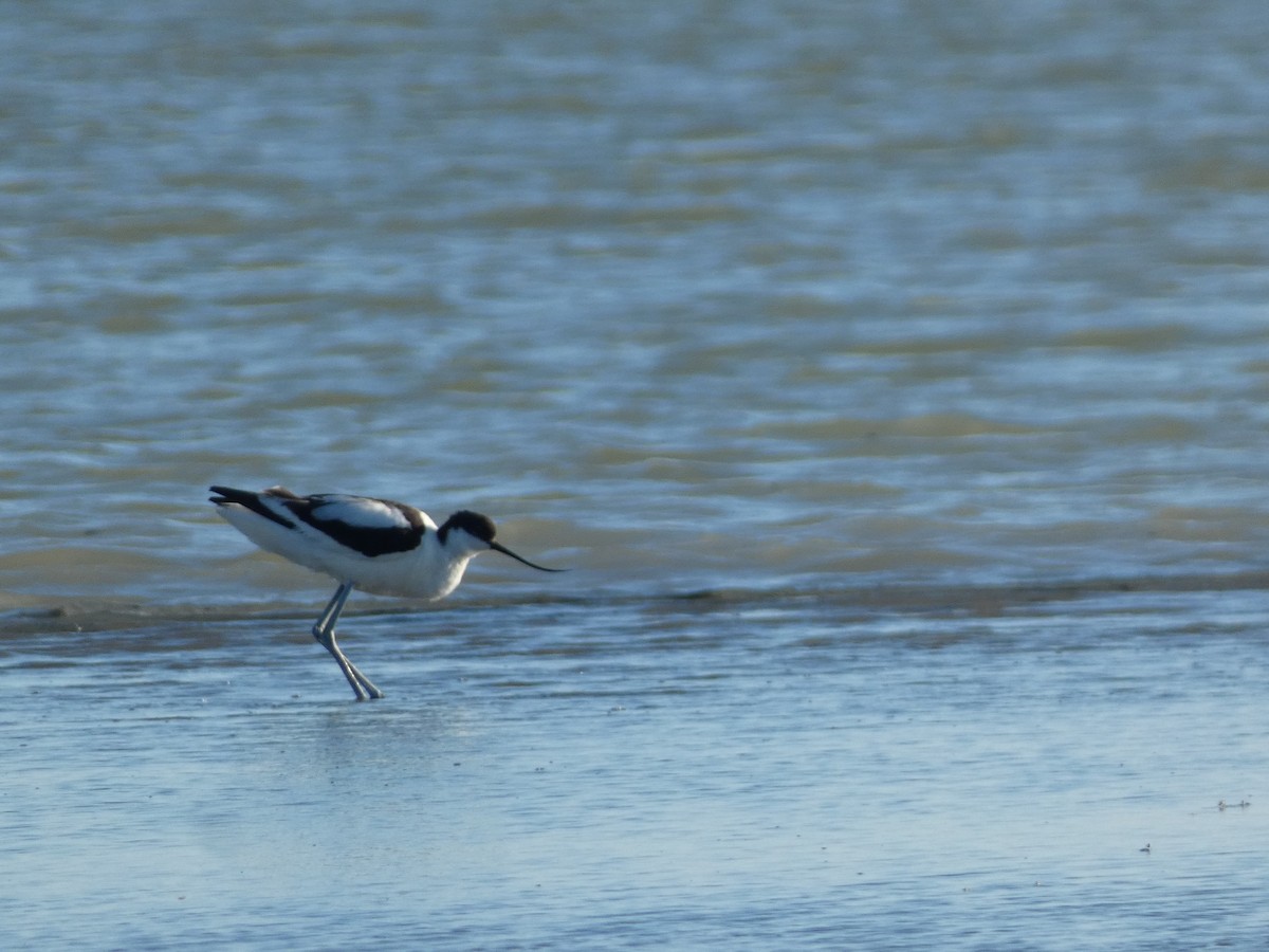 Pied Avocet - ML620717462