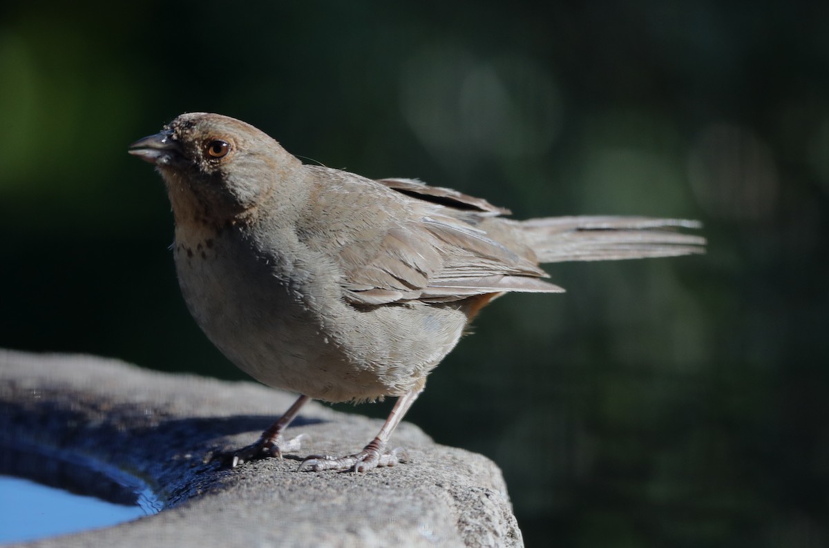 California Towhee - ML620717466