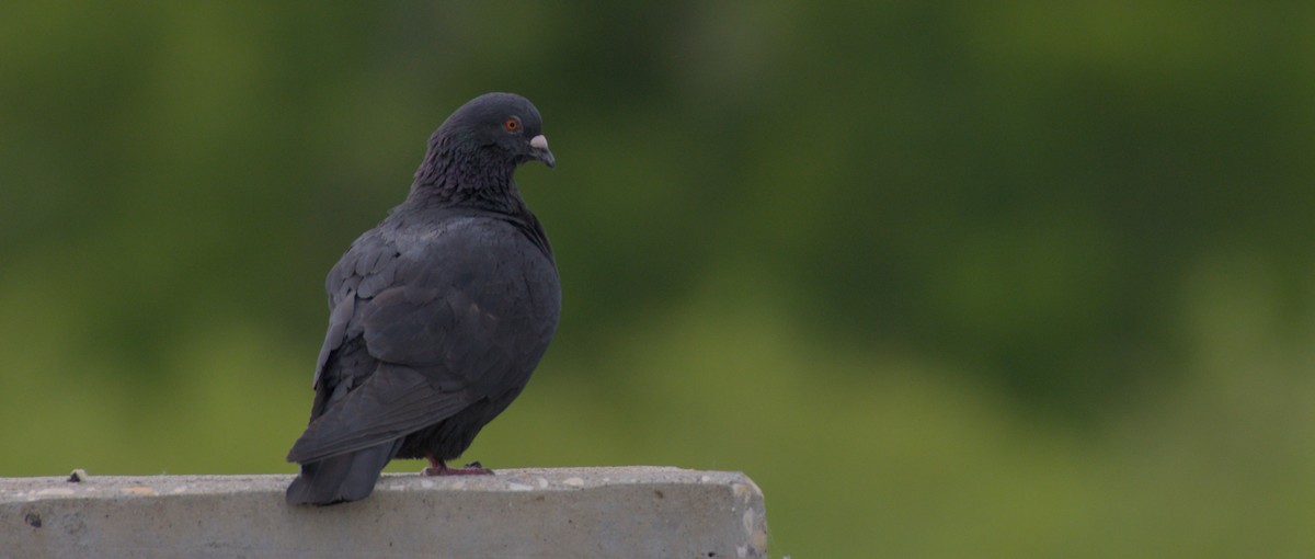 Rock Pigeon (Feral Pigeon) - ML620717468