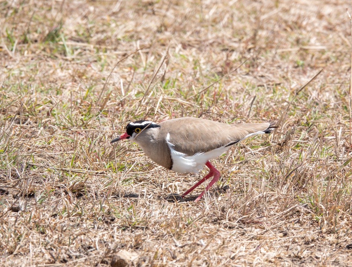 Crowned Lapwing - ML620717471