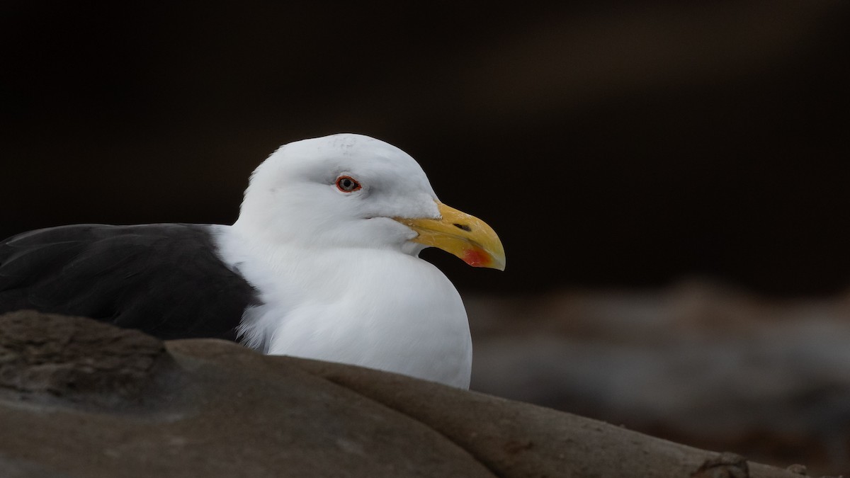 Kelp Gull - ML620717480