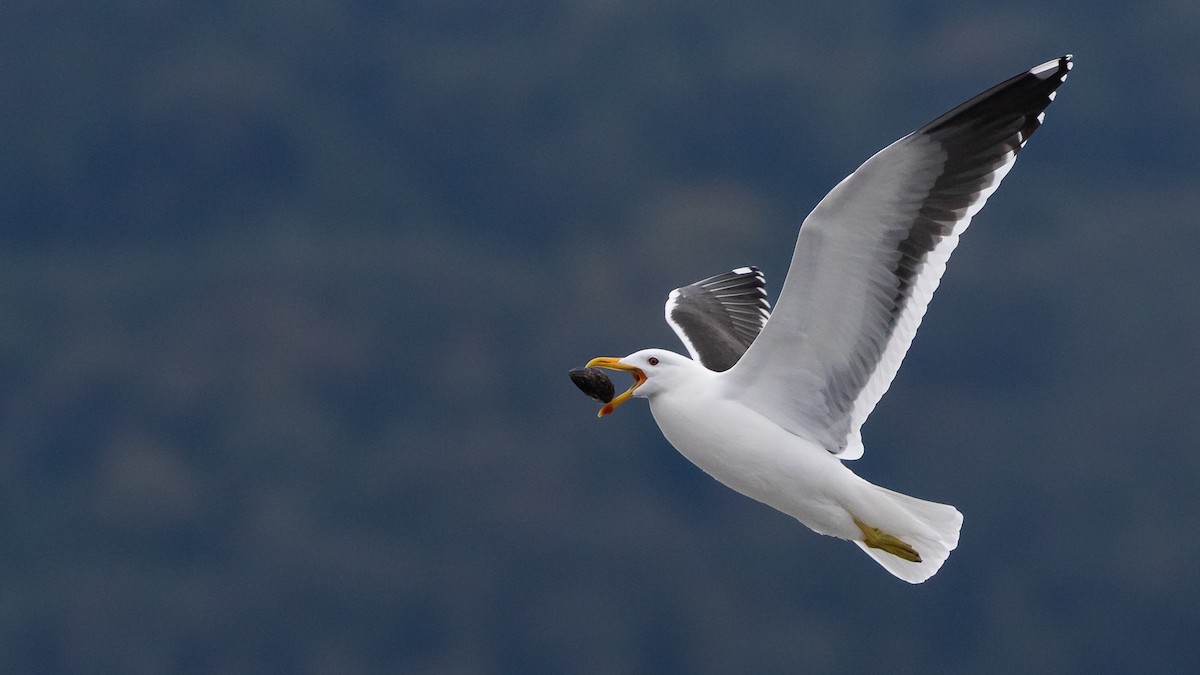 Gaviota Cocinera - ML620717481