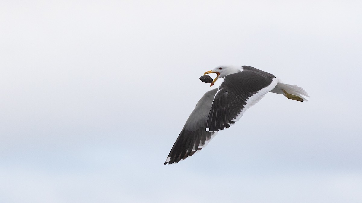 Kelp Gull - ML620717482