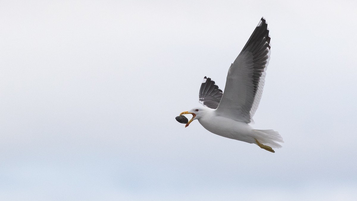 Kelp Gull - ML620717483