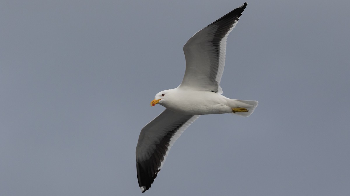 Kelp Gull - ML620717484