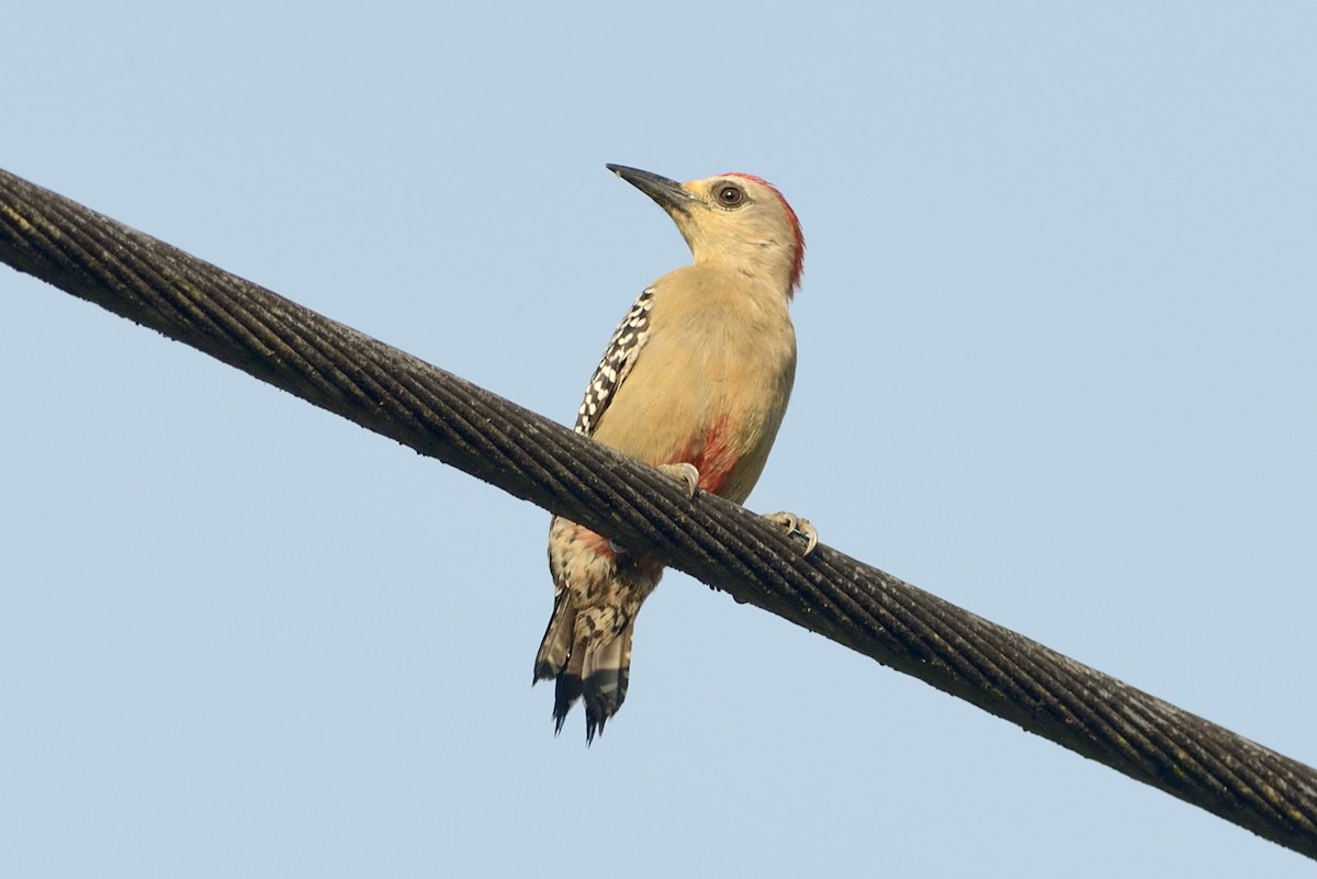 Red-crowned Woodpecker - ML620717488