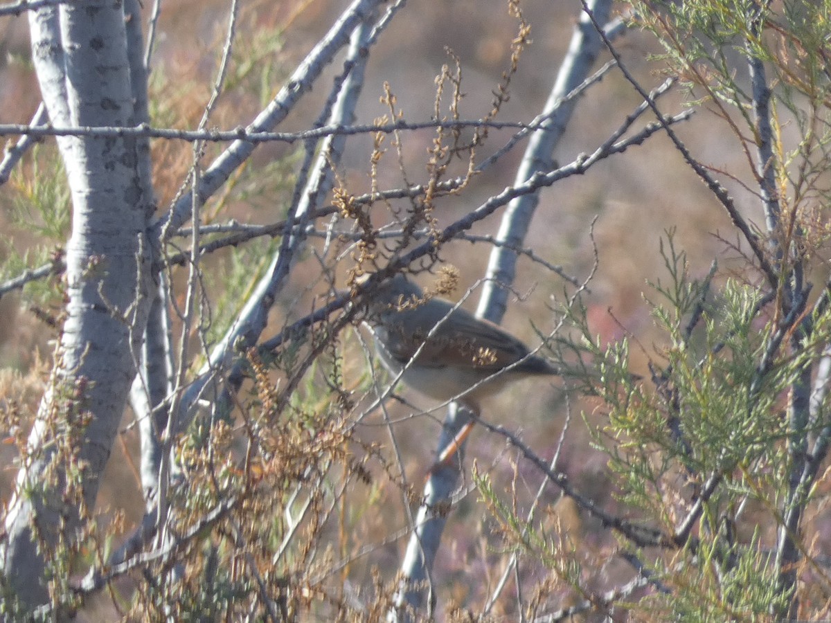 Spectacled Warbler - Bruno Asencio Sevillano