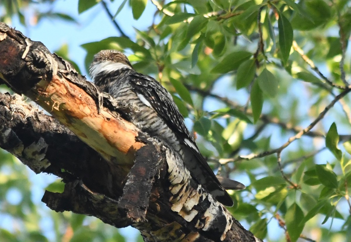 Common Nighthawk - ML620717494