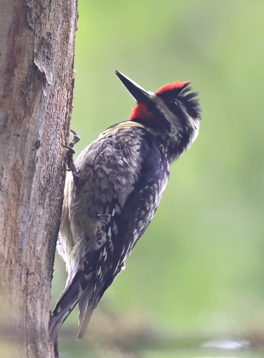 Yellow-bellied Sapsucker - ML620717498