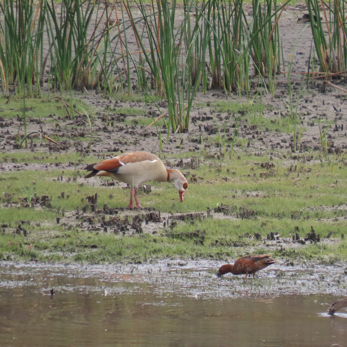 Egyptian Goose - ML620717499