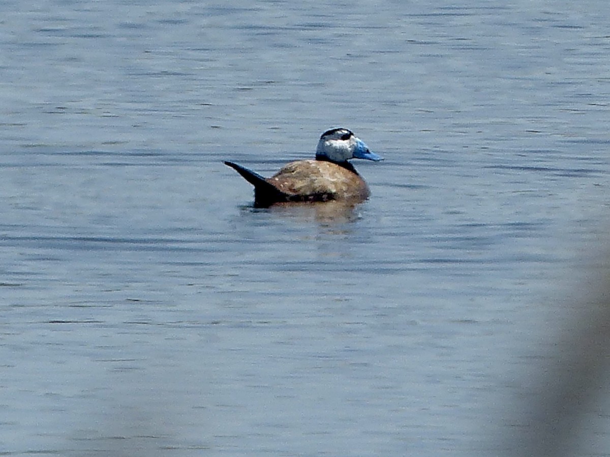 White-headed Duck - ML620717500