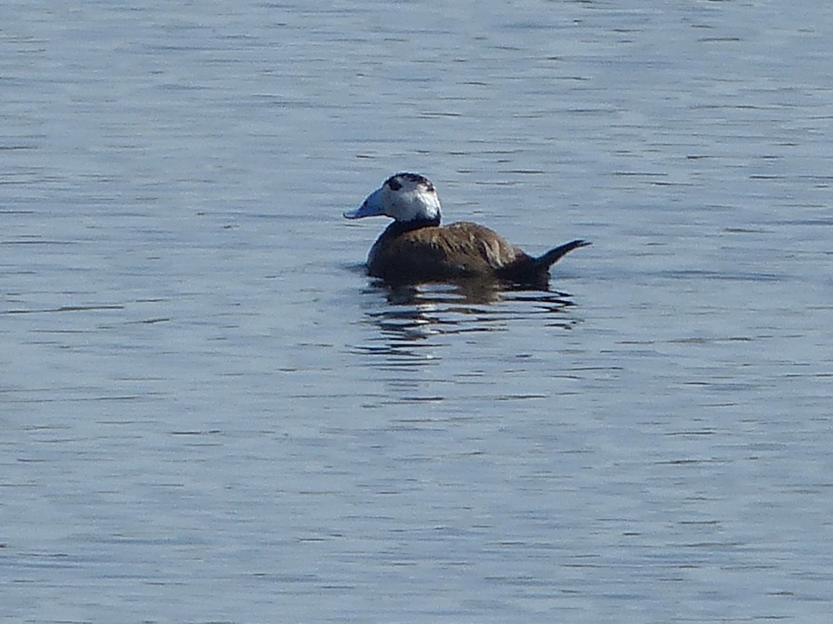 White-headed Duck - ML620717501