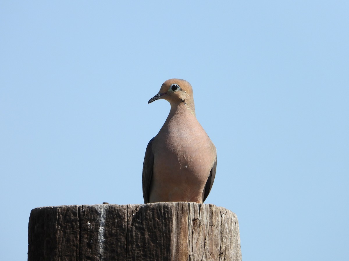 Mourning Dove - ML620717504