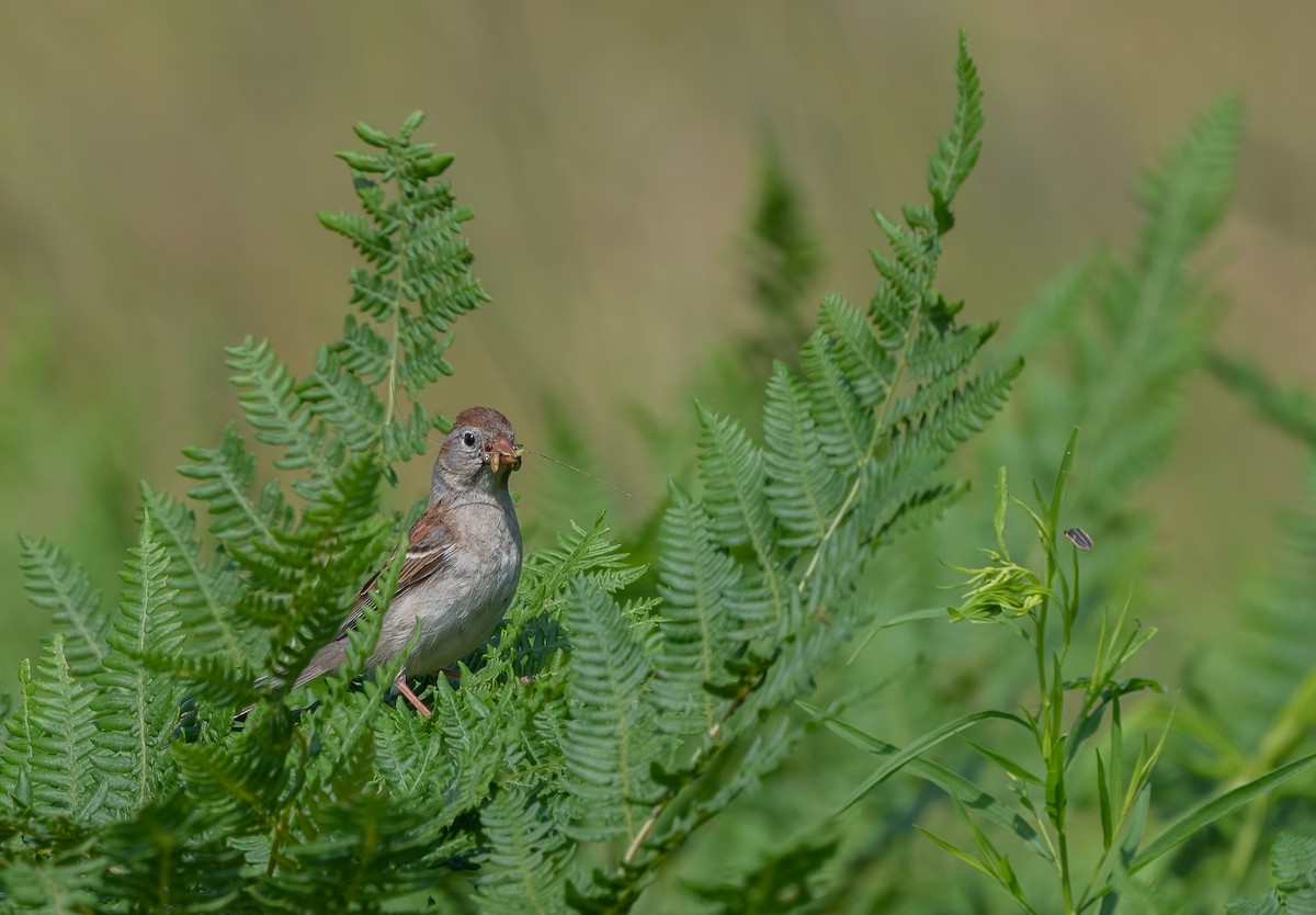 Field Sparrow - ML620717505