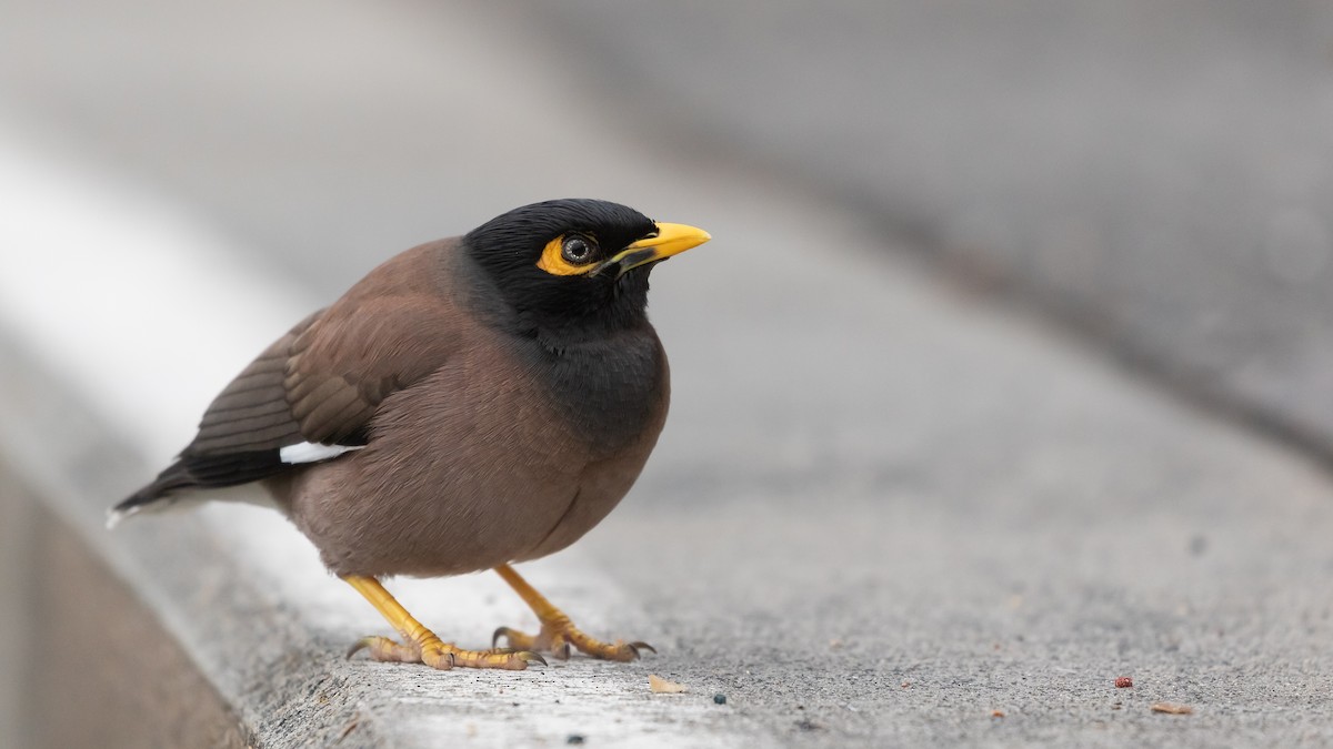 Common Myna - ML620717508