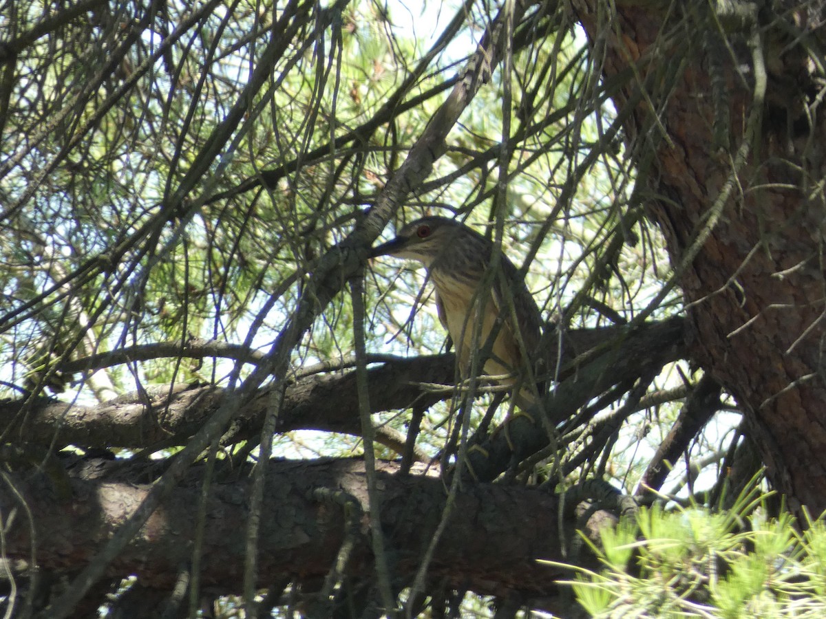 Black-crowned Night Heron - ML620717520