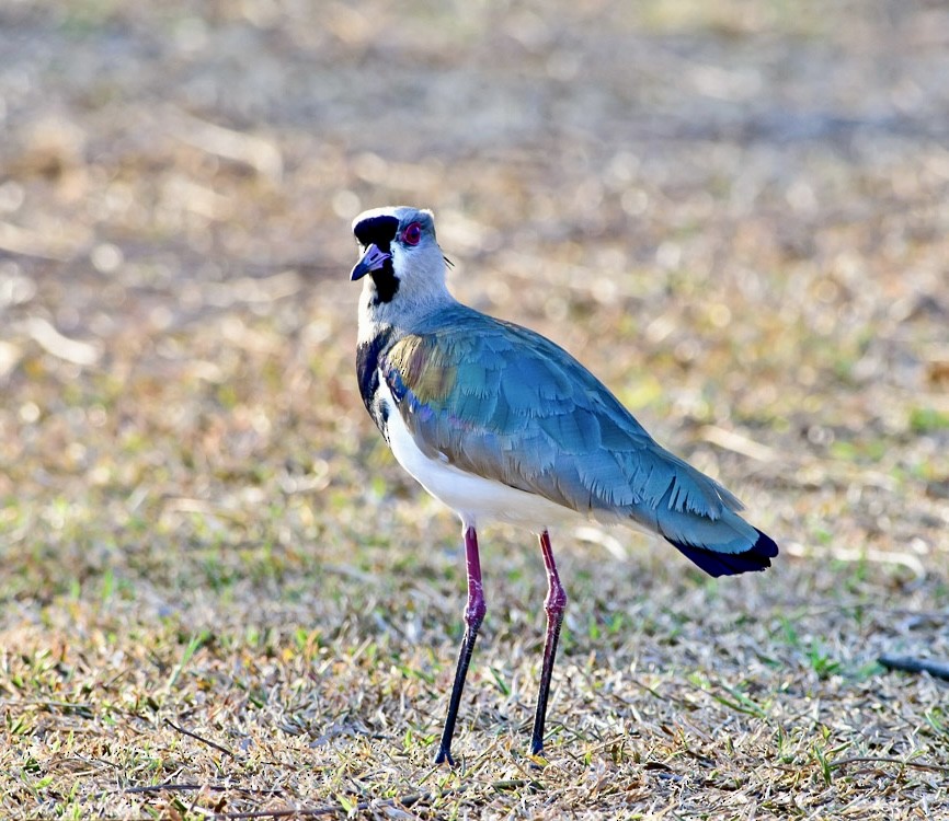 Southern Lapwing - ML620717522