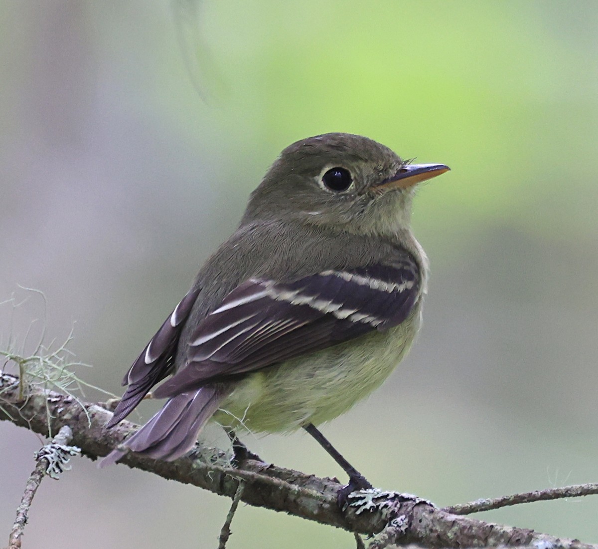 Yellow-bellied Flycatcher - ML620717524