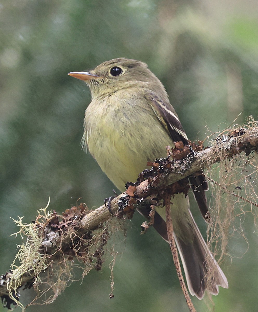 Yellow-bellied Flycatcher - ML620717525