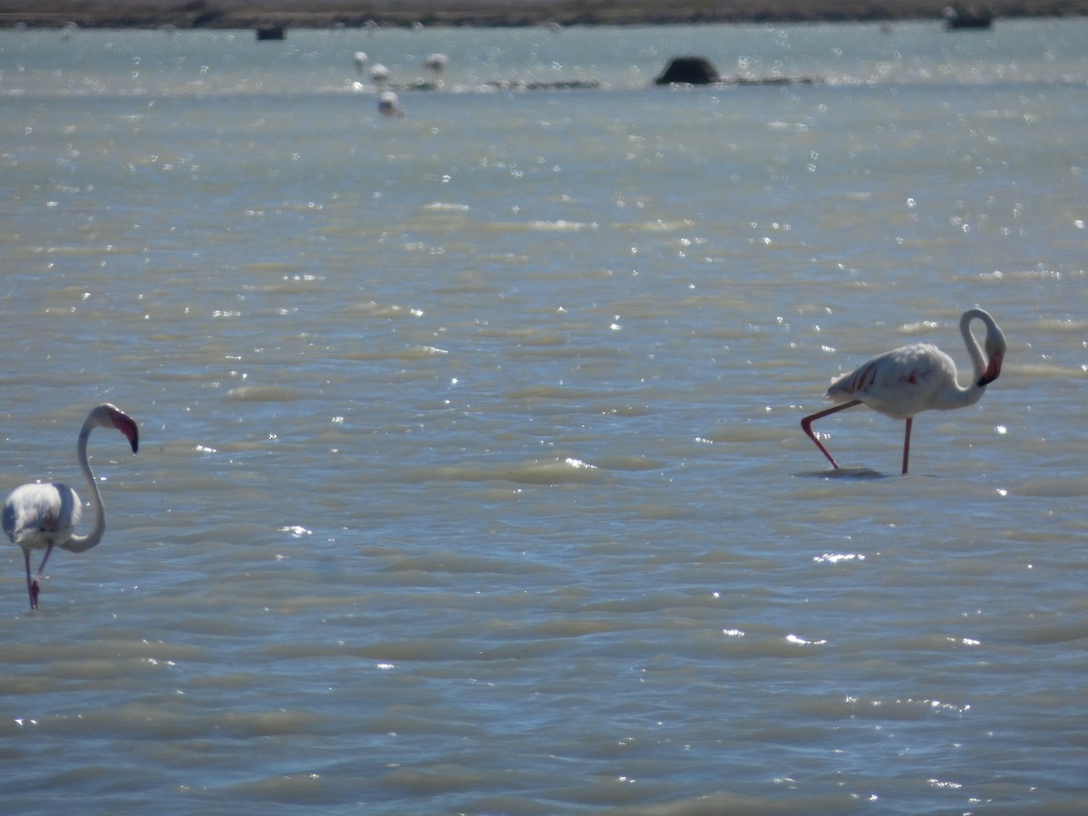 Greater Flamingo - ML620717534