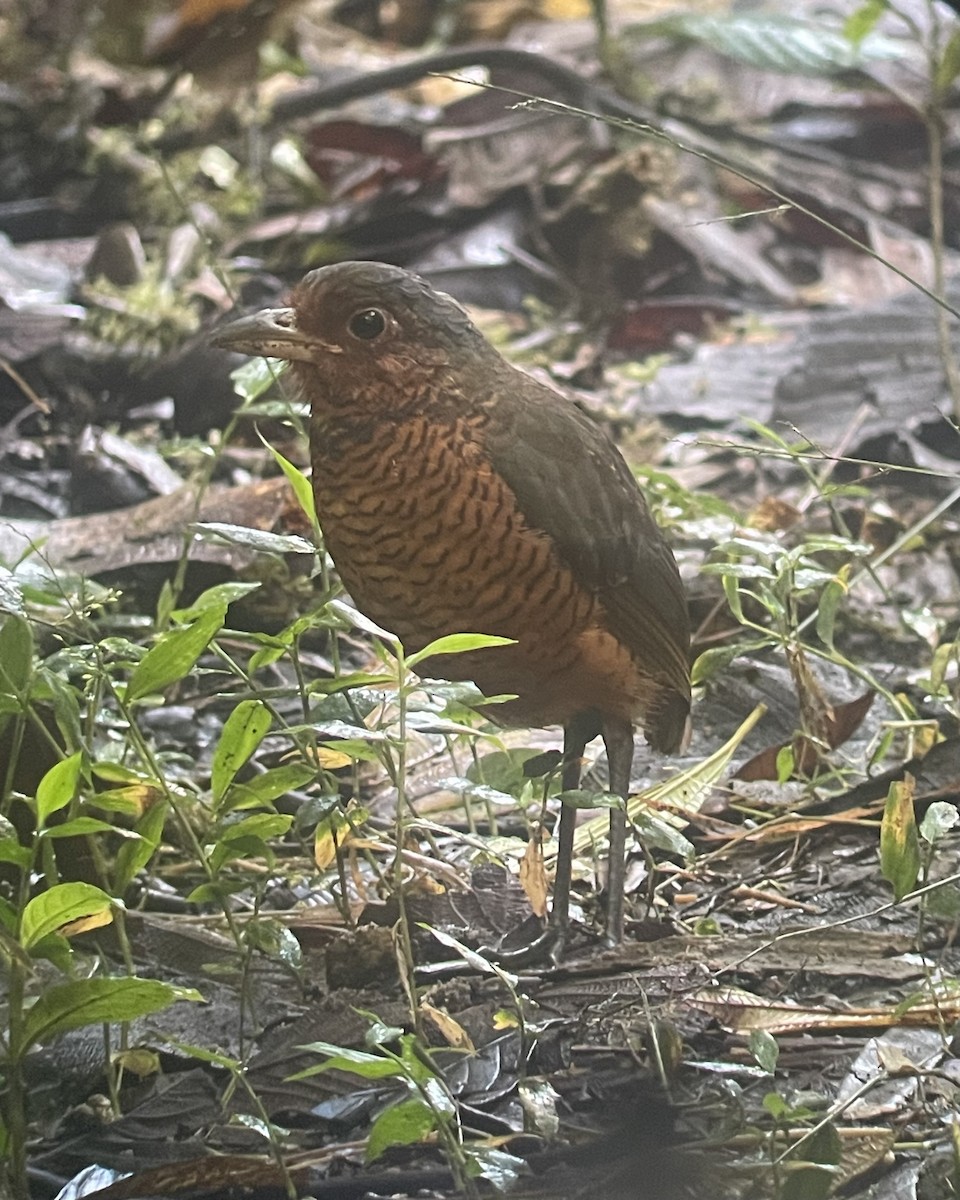 Giant Antpitta - ML620717536