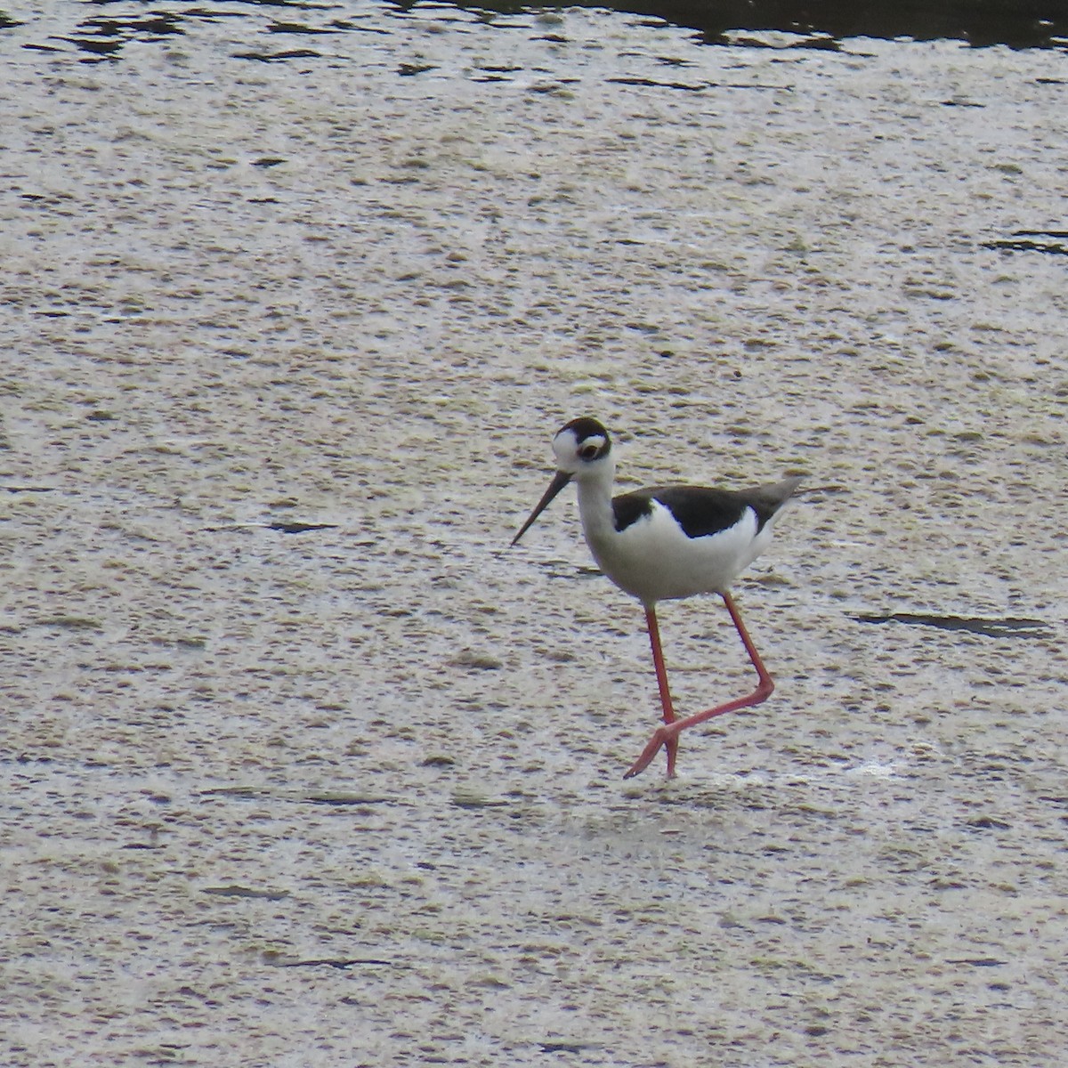 Black-necked Stilt - Brian Nothhelfer