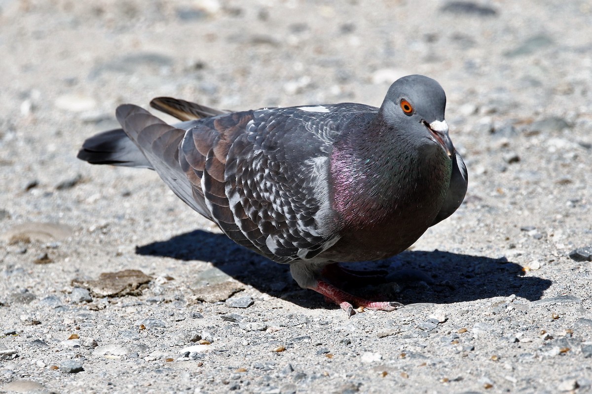 Rock Pigeon (Feral Pigeon) - ML620717540