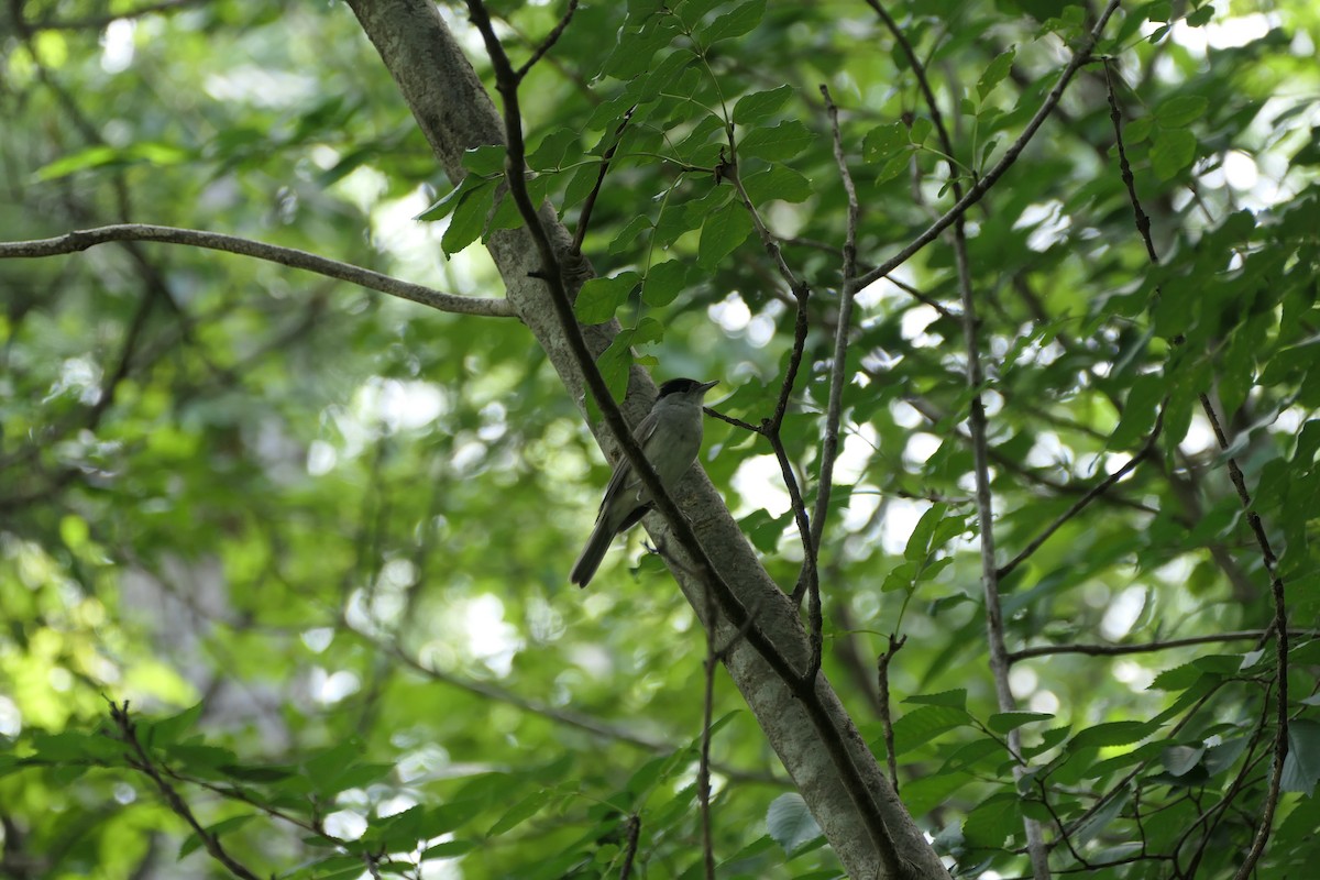 Eurasian Blackcap - Liliya Markova