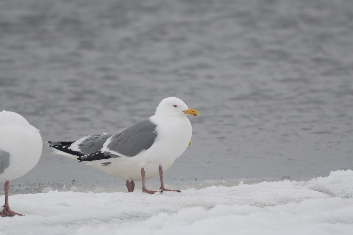 Gaviota Argéntea (vegae) - ML620717542