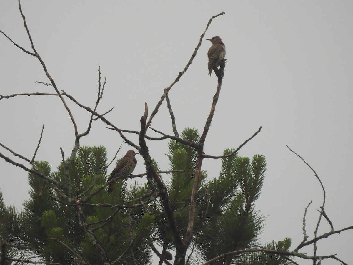 Northern Flicker (Yellow-shafted) - ML620717544