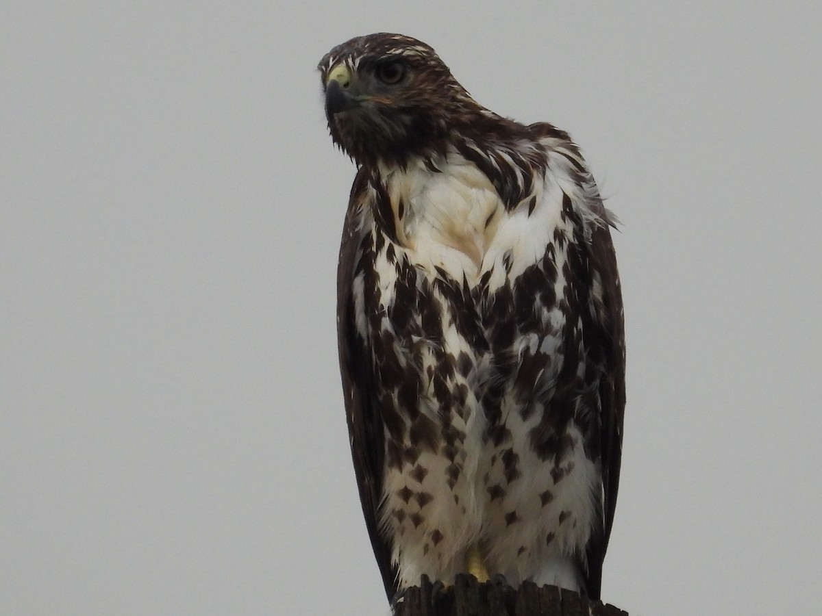 Red-tailed Hawk - ML620717545