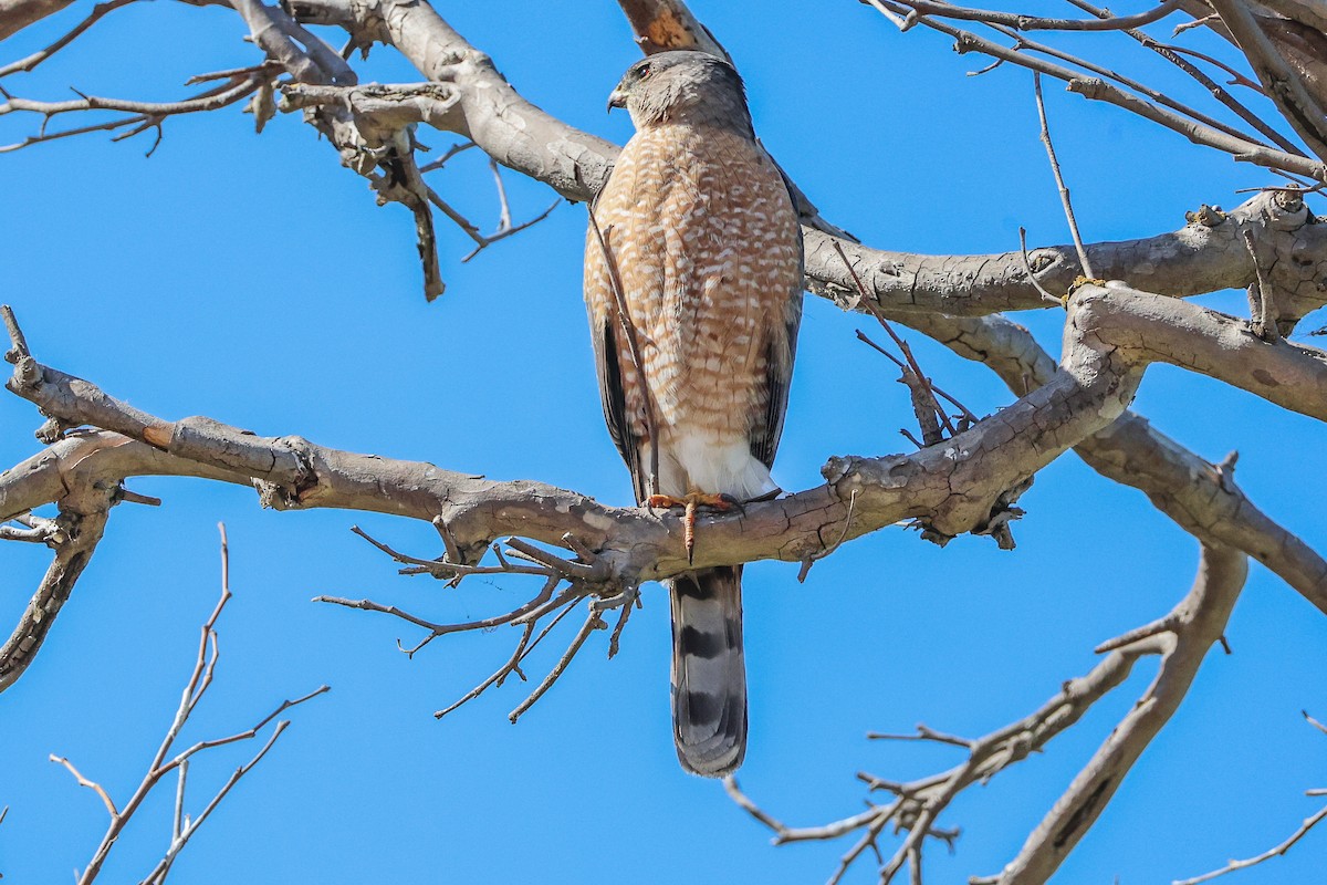 Cooper's Hawk - Miya Lucas