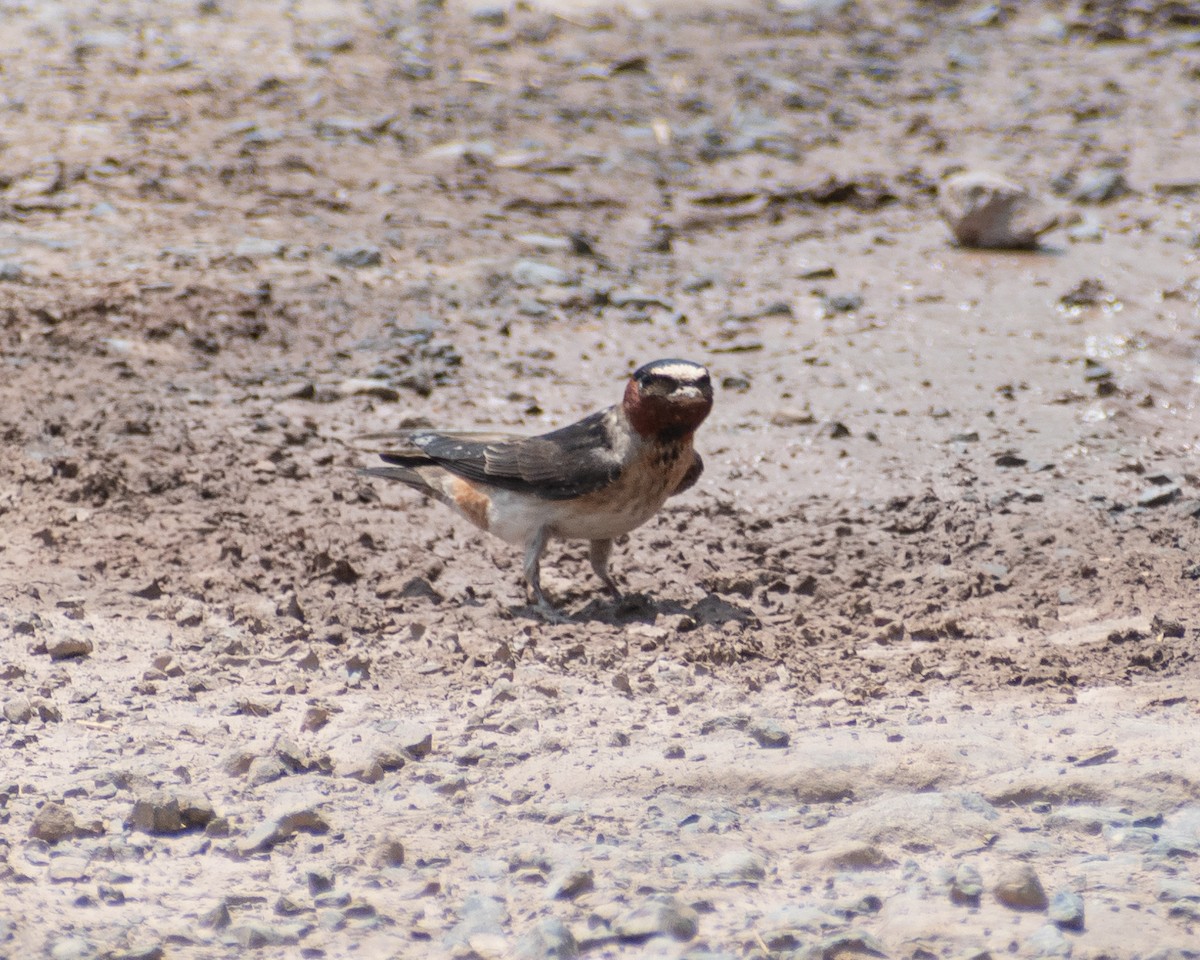 Cliff Swallow - ML620717547