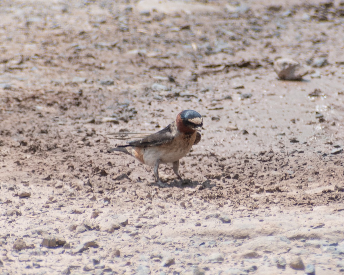 Cliff Swallow - Daniel Rubianto