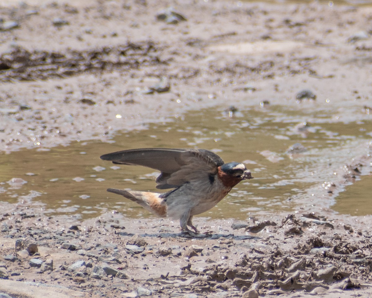 Cliff Swallow - Daniel Rubianto