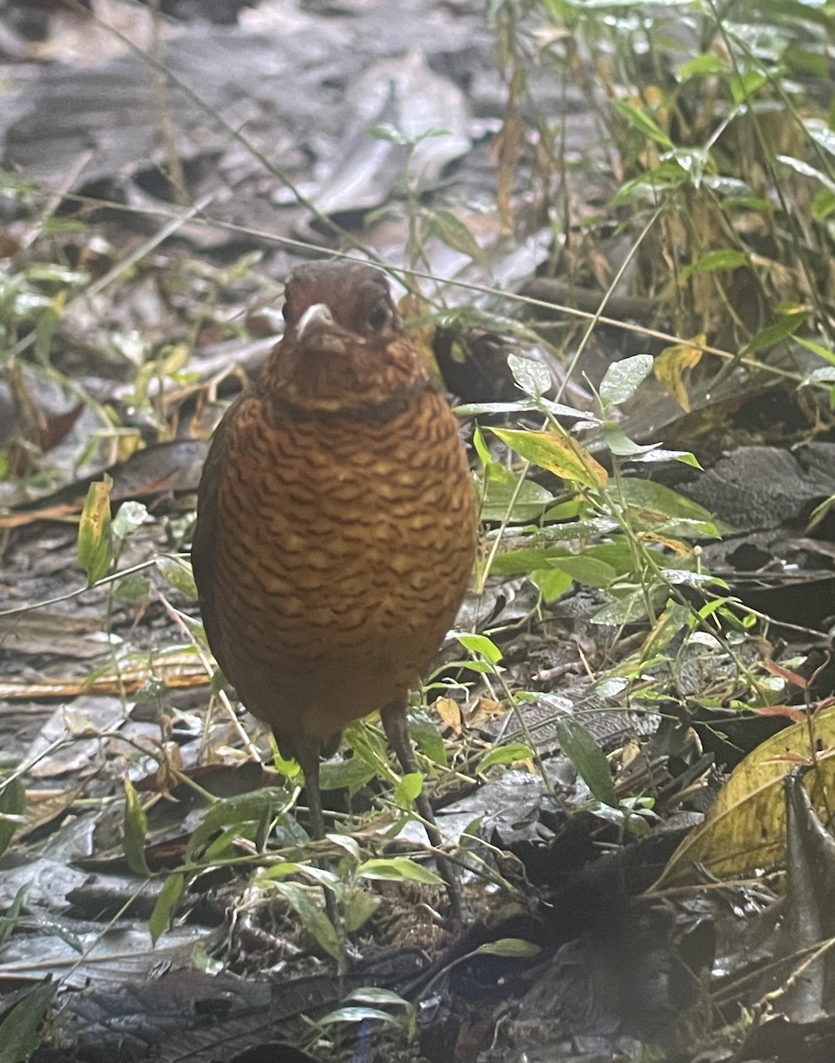 Giant Antpitta - ML620717552