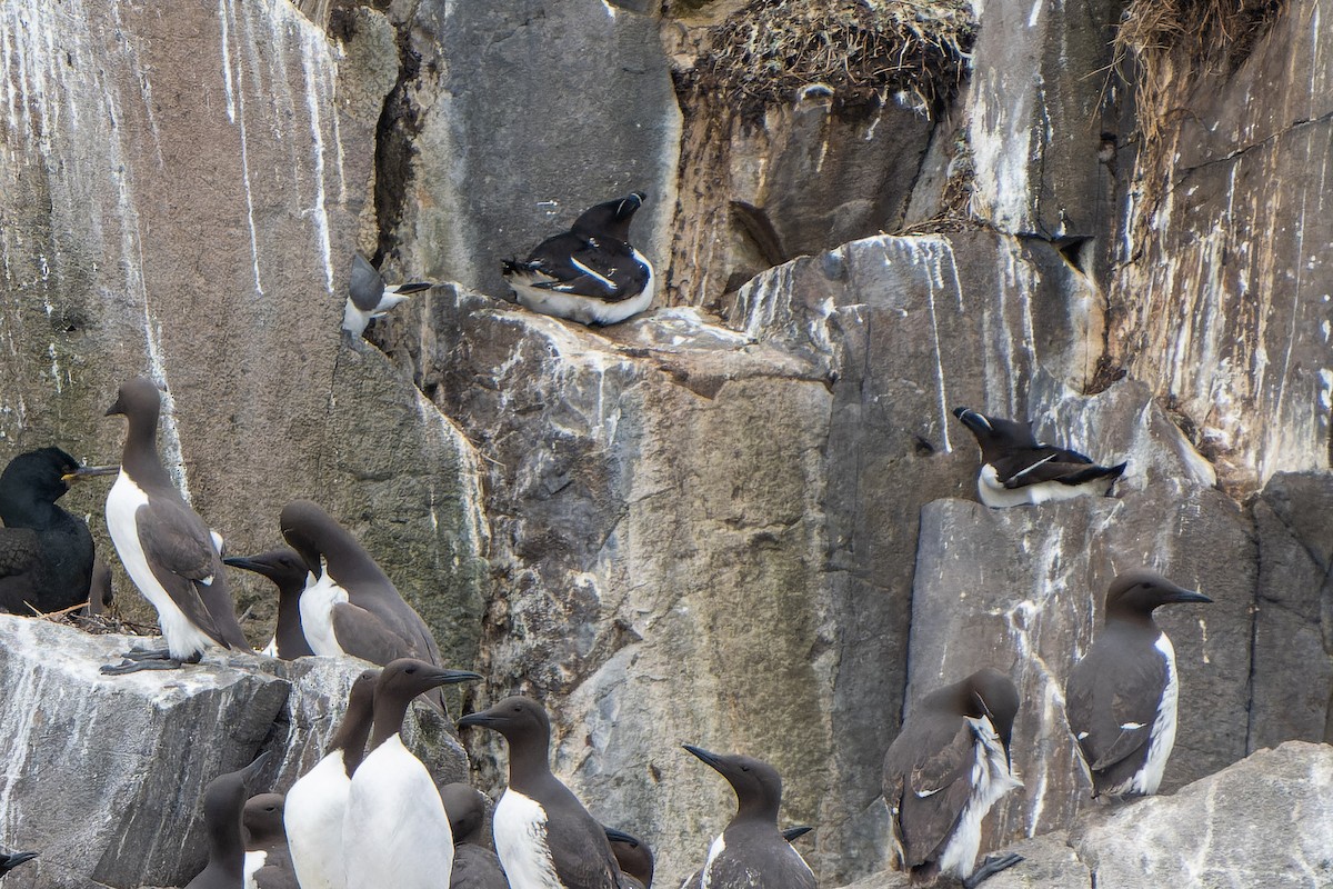 Razorbill - ML620717555