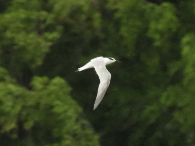 Little Tern - ML620717560