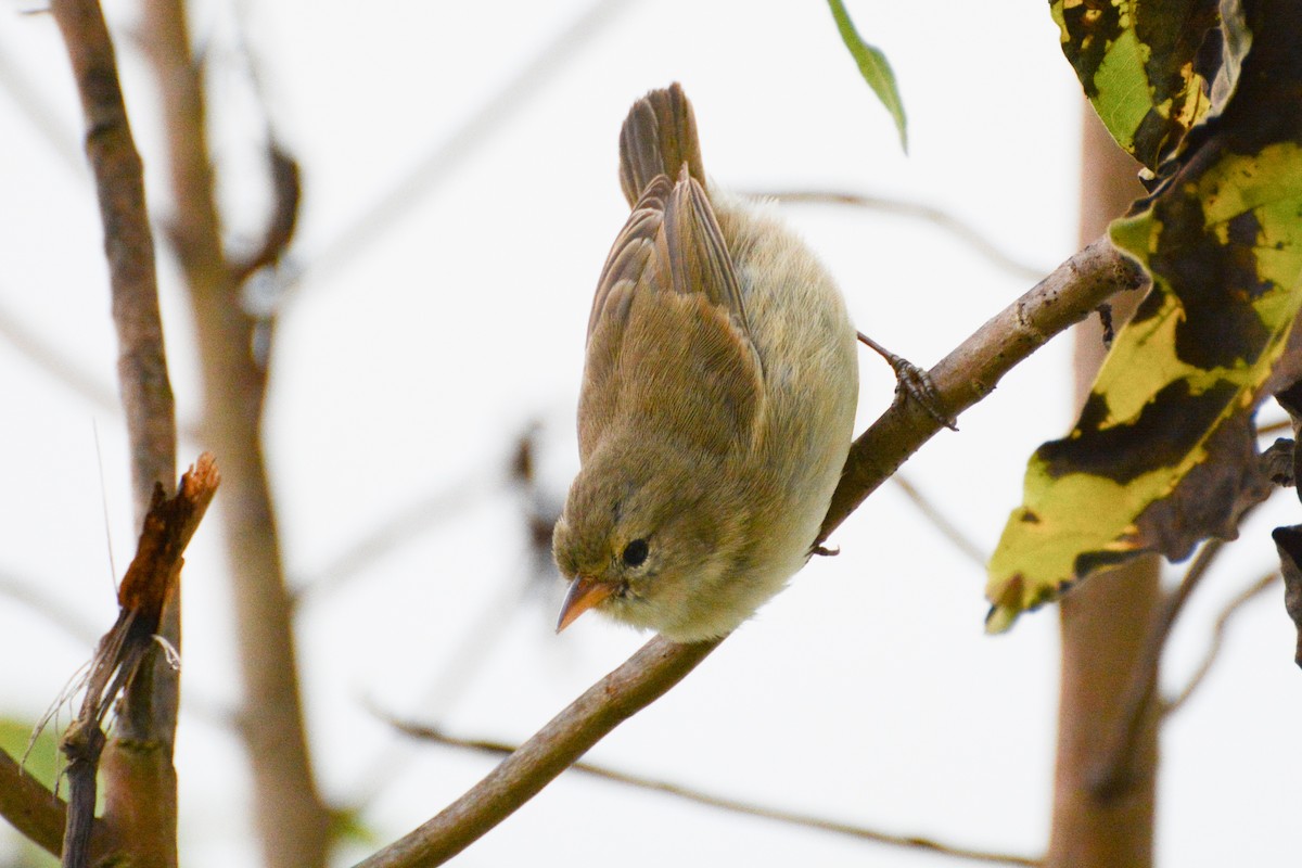 Green Warbler-Finch - ML620717561