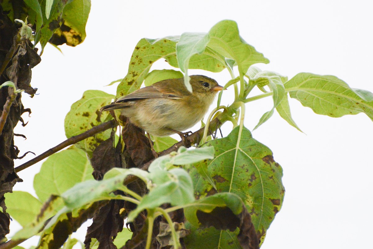 Green Warbler-Finch - ML620717562