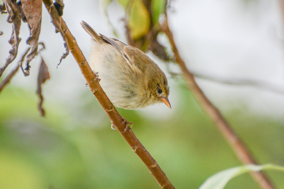 Green Warbler-Finch - ML620717563