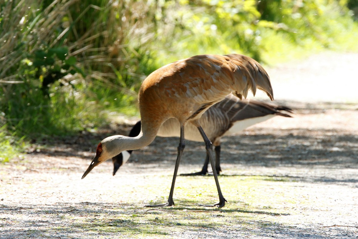 Sandhill Crane - ML620717564