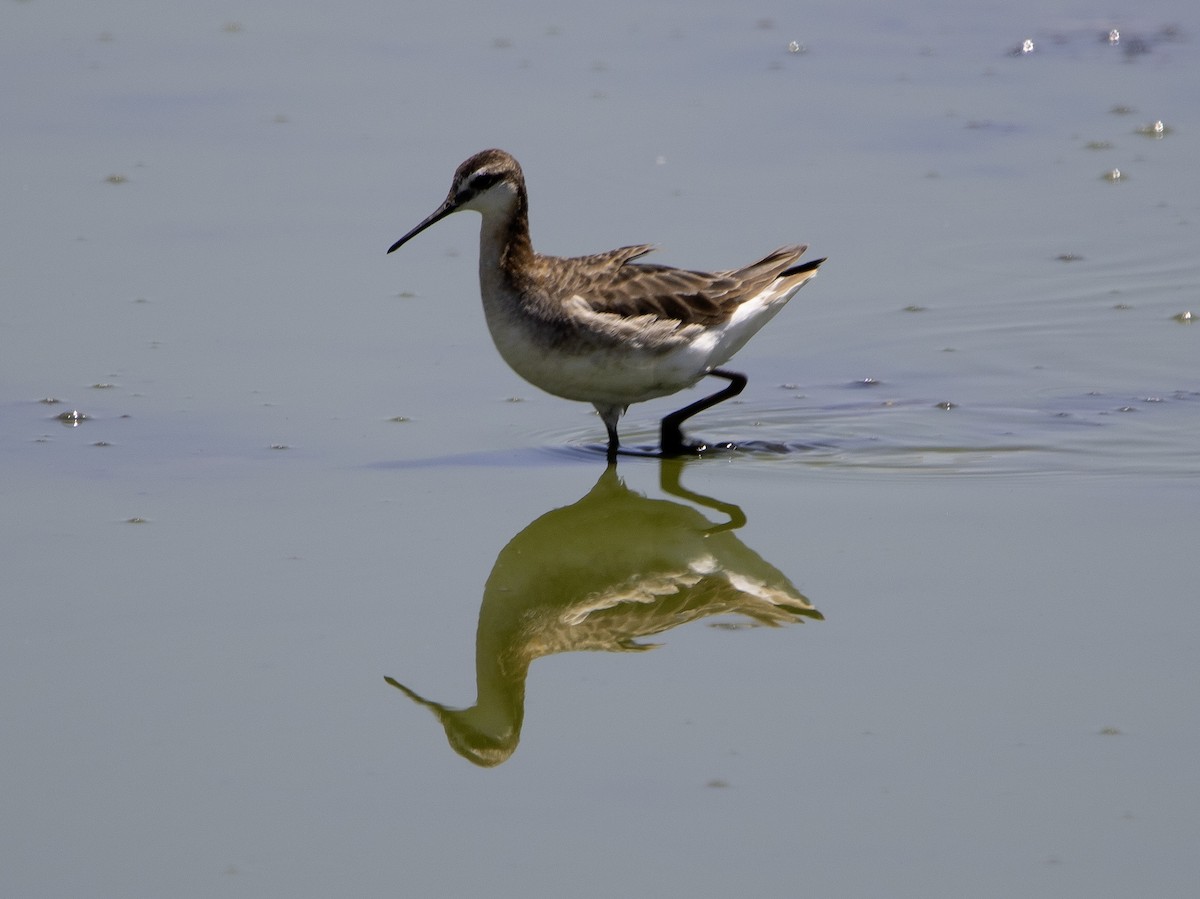 hvithalesvømmesnipe - ML620717572