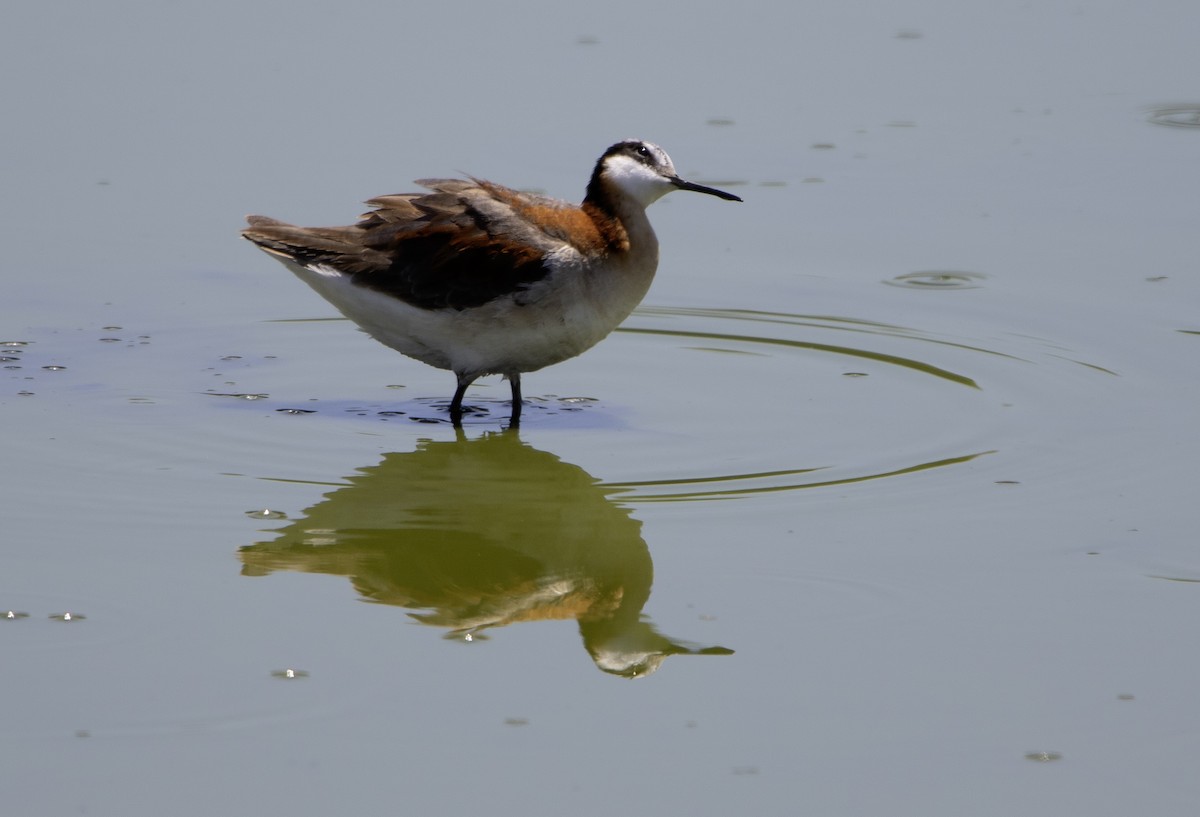 Falaropo Tricolor - ML620717573